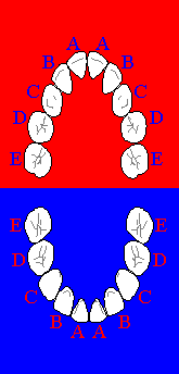 teeth letter chart