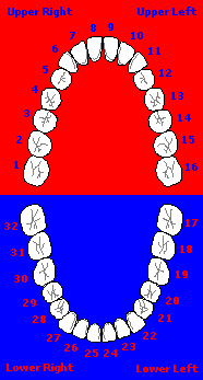 Permanent Teeth Eruption Table